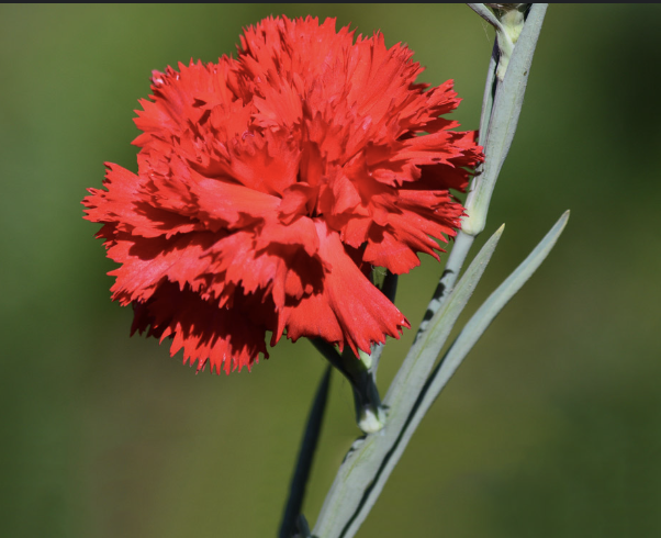 Photo of the Ohio Scarlet Carnation flower